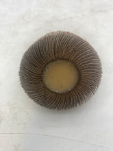 Load image into Gallery viewer, Merit 08834131516 3DU90 Flap Wheel, 180 Grit, 5pc/Box, *Lot of (3) Boxes* (Open Box)